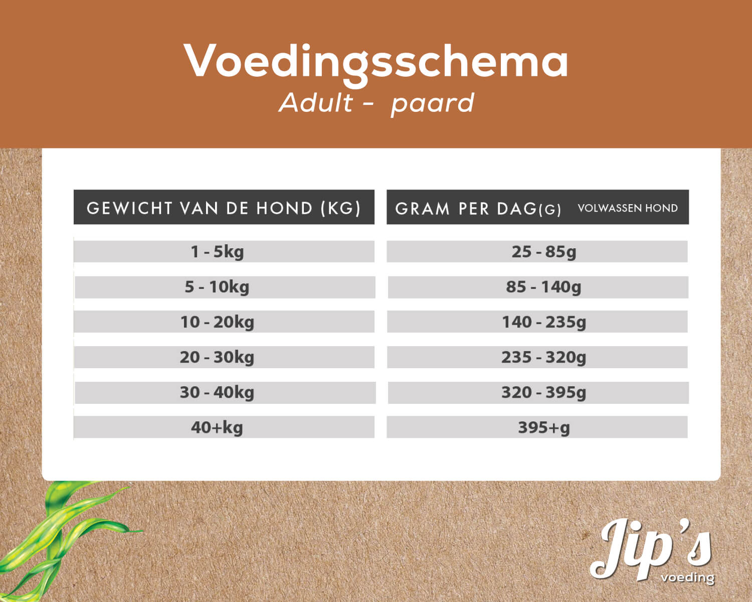 Jip's adult - Pferd – Bild 3