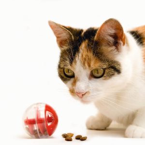 Valentinspaket - Katze – Bild 3