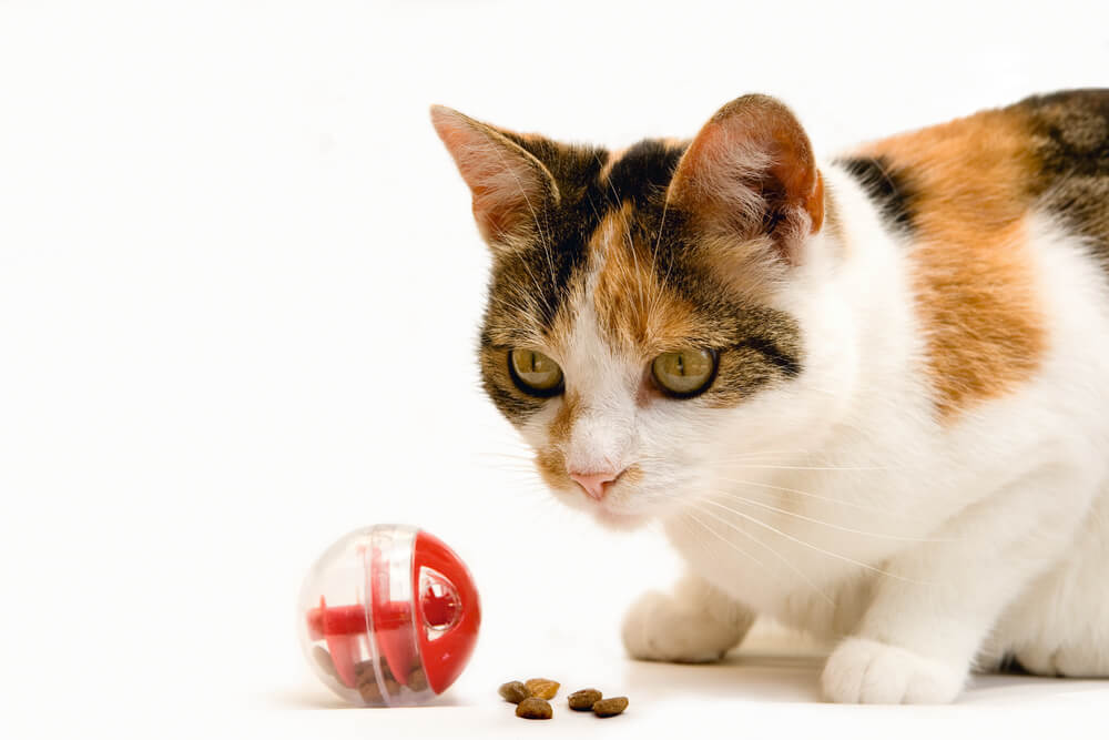 Valentinspaket - Katze – Bild 3
