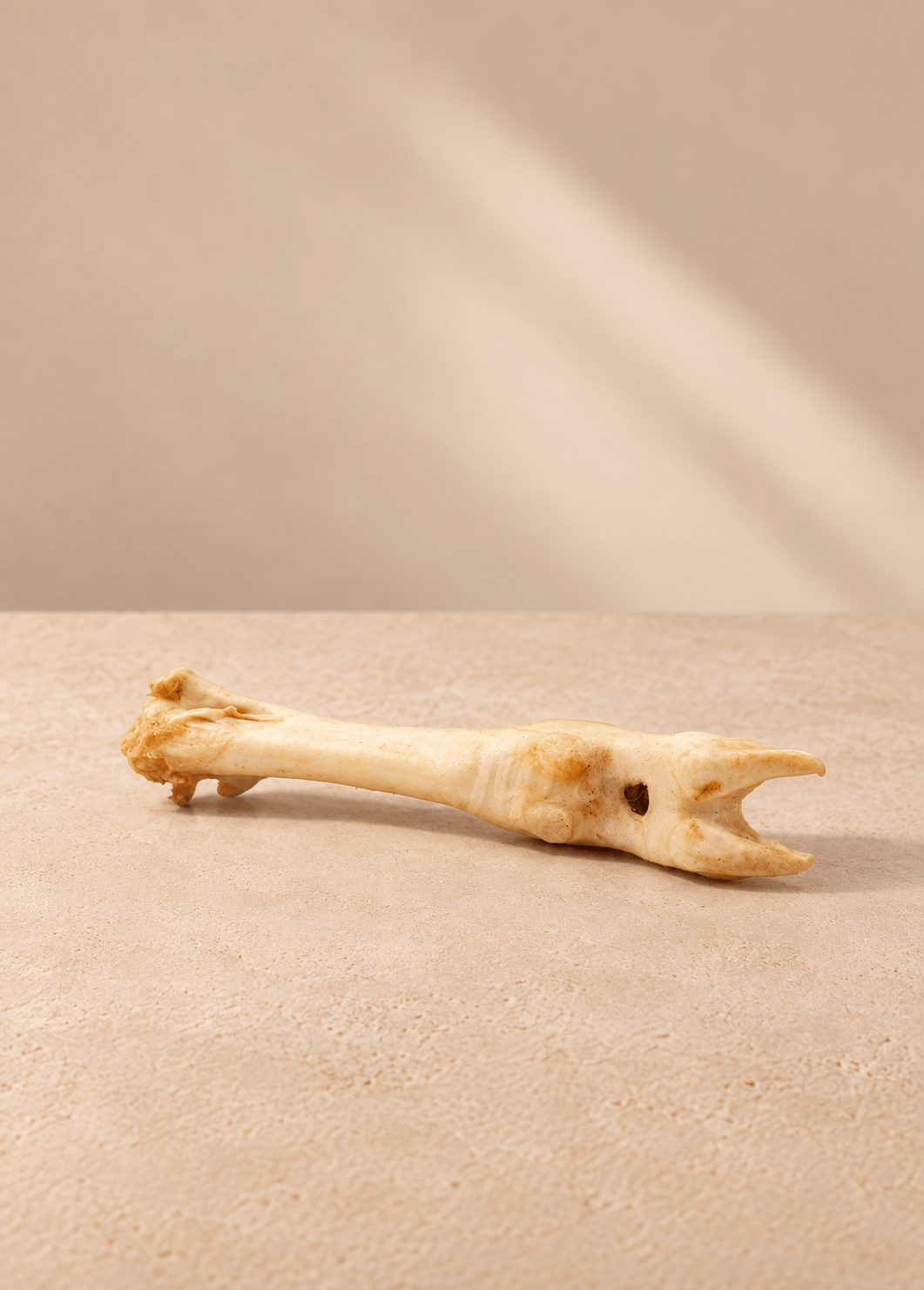 Lamspoot