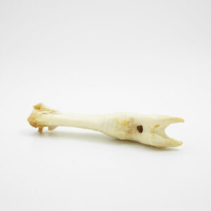 Lamspoot